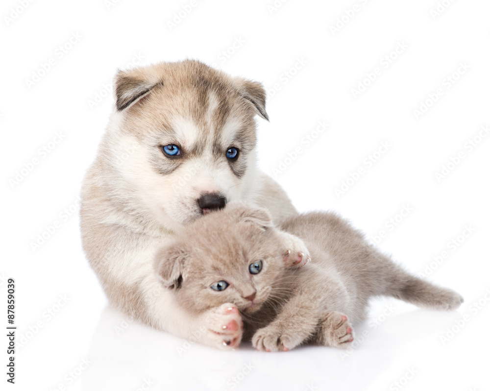Siberian Husky puppy playing with scottish kitten. isolated on w