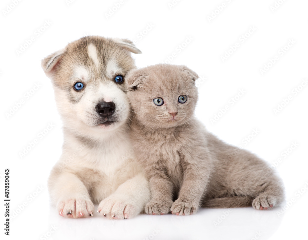Fototapeta premium scottish kitten and Siberian Husky puppy together. isolated on w