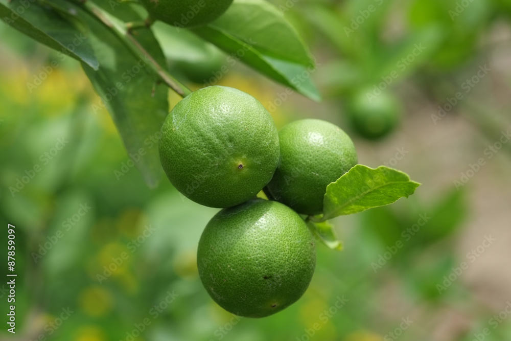 Lime fruit, Lime green tree hanging from the branches of it Lime fruit, Lime green tree hanging from the branches of it