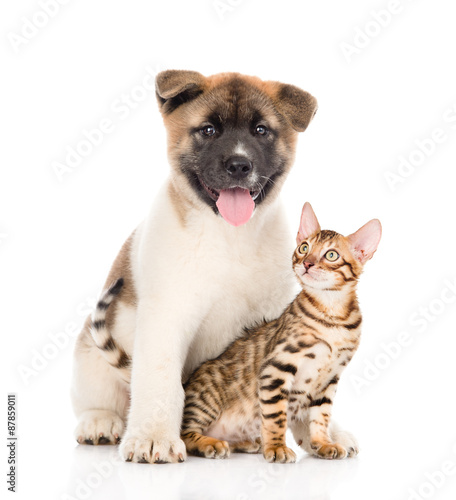 Japanese Akita inu puppy dog sitting with little bengal cat. iso