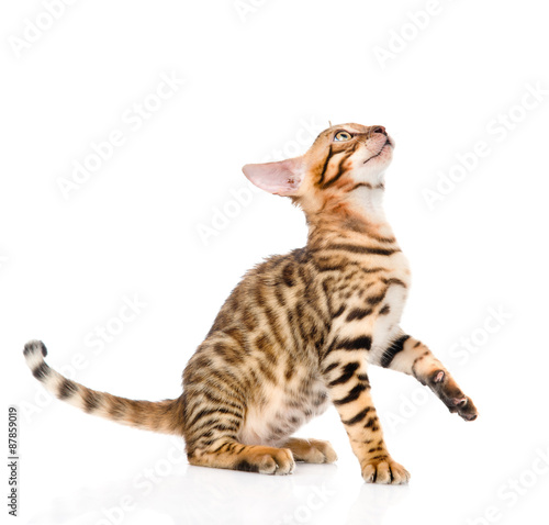 playful Bengal cat looking up. isolated on white background