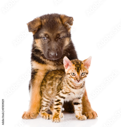 german shepherd puppy and bengal kitten looking at camera. isola