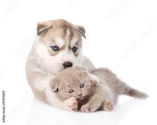 Siberian Husky puppy playing with scottish kitten. isolated on w