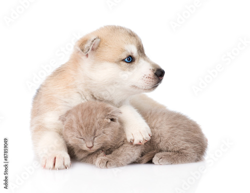 Fototapeta Naklejka Na Ścianę i Meble -  Siberian Husky puppy hugging sleeping scottish kitten . isolated