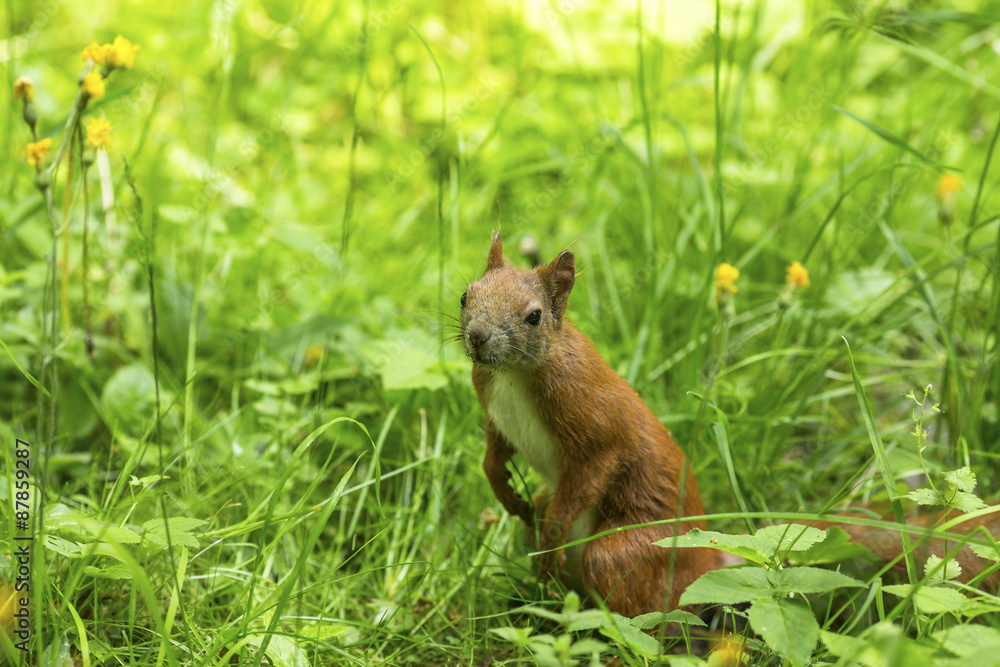 Red squirrel in the thick green grass.