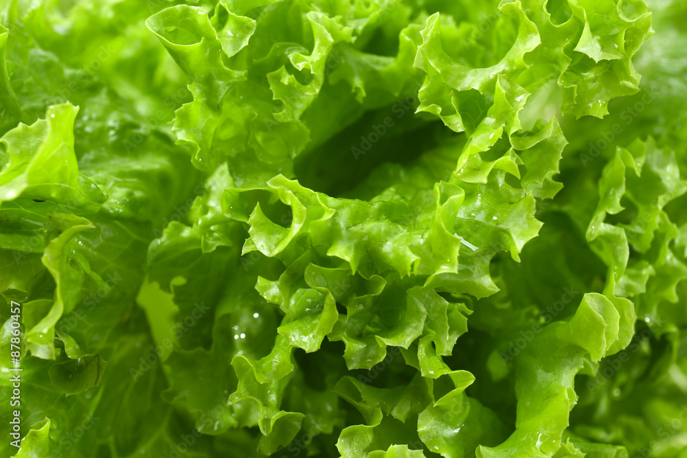 Fresh lettuce, closeup Fresh lettuce, closeup