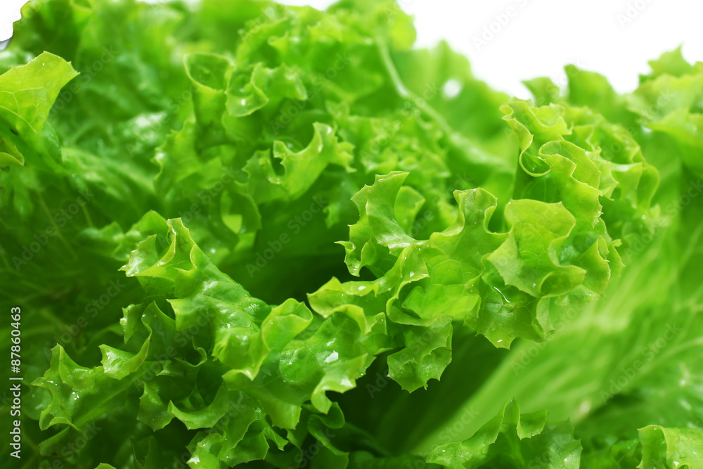 Fresh lettuce, closeup Fresh lettuce, closeup