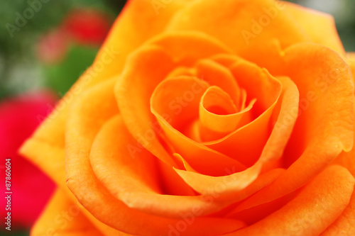 Beautiful orange rose  closeup