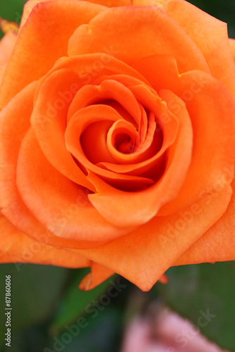 Beautiful orange rose  closeup