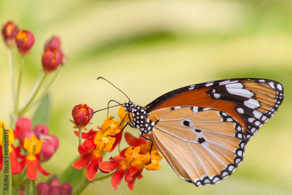 Fototapeta premium Motyl na kwiacie