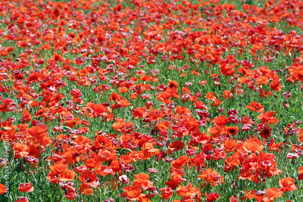 Poppy field background