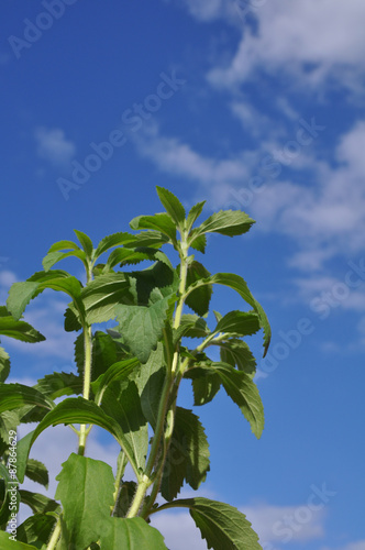 Stevia  stevia rebaudiana  und blauer Himmel mit wei  en Wolken als Hintergrund  
