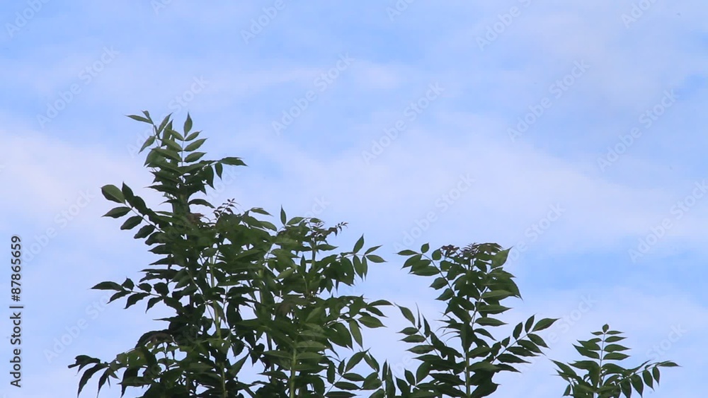 grüne Blätter am Baum wehen im leichten Wind vor blauem Himmel
grüne Blätter am Baum wehen im leichten Wind vor blauem Himmel