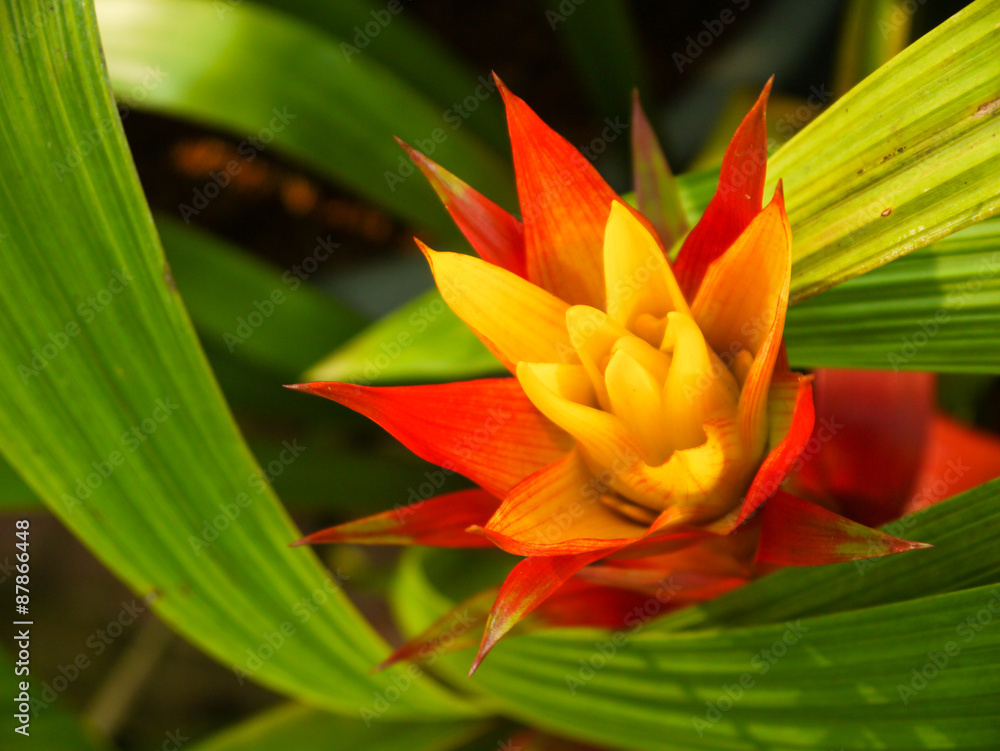 Fototapeta premium Red Ginger