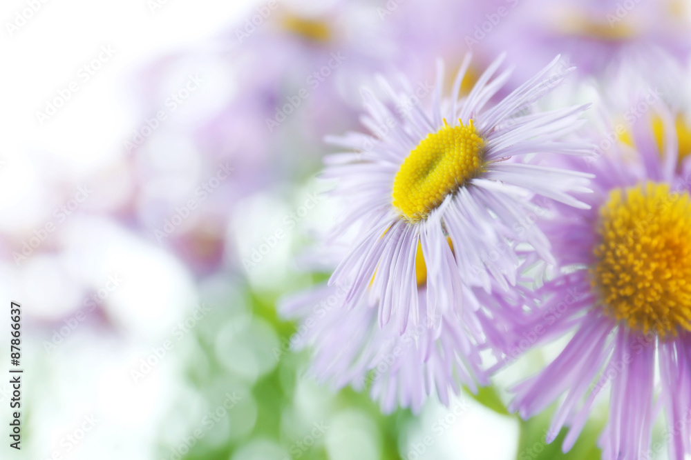 Fototapeta premium Beautiful wild asters close up