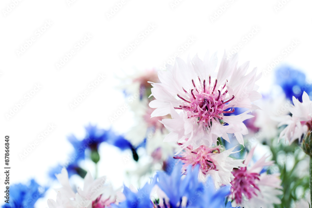 Obraz premium Beautiful small cornflowers isolated on white