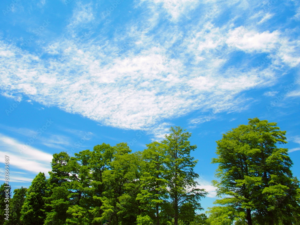 青空と雲と大木