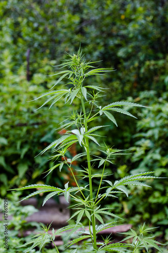 lone bush cannabis