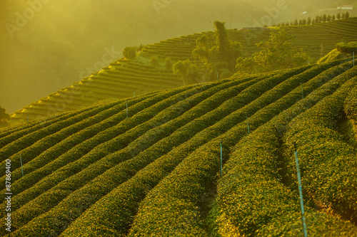 Sunrise view of tea plantation landscape at 101 Chiang Rai Tea,N photo