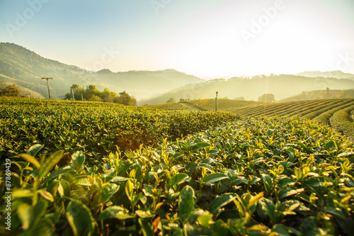 Sunrise view of tea plantation landscape at 101 Chiang Rai Tea,N photo