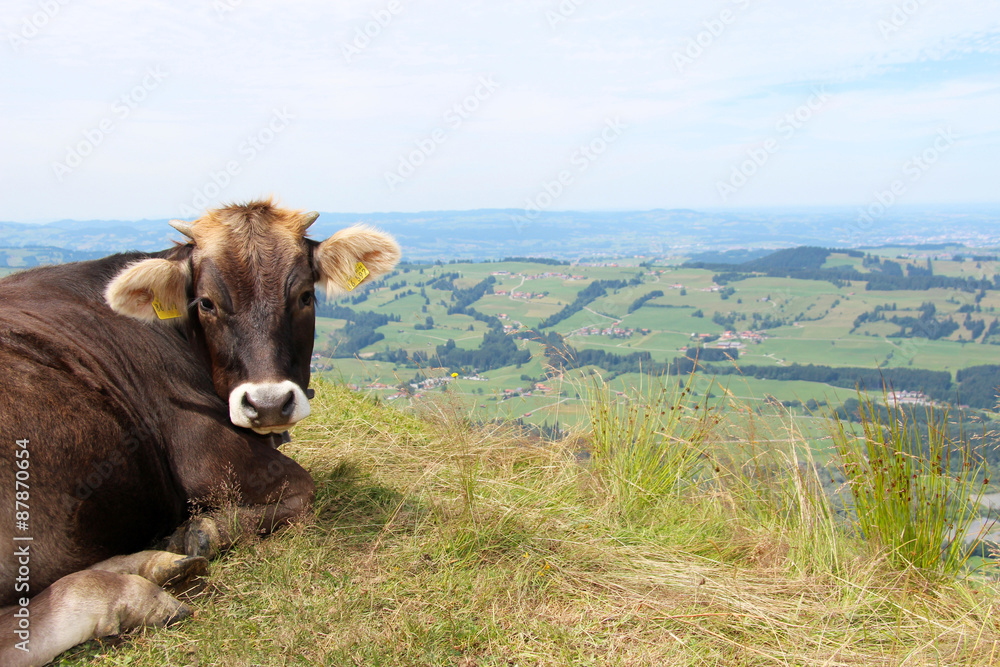 Kuh entspannt auf einer Weide in den Bergen
