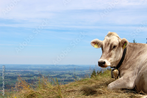 Kuh entspannt auf einer Weide in den Bergen  