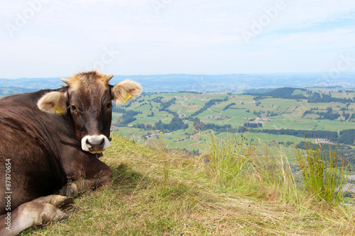 Kuh entspannt auf einer Weide in den Bergen
