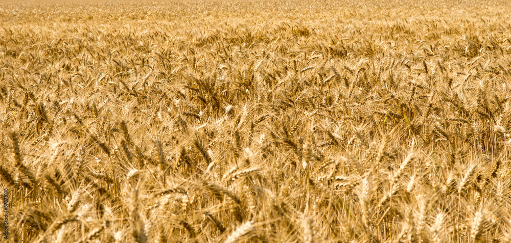 barley field / Barley field with many barley ears barley field / Barley field with many barley ears