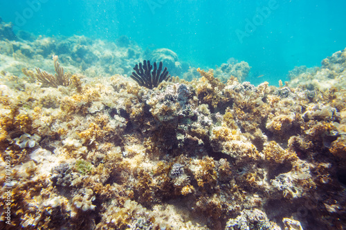 Underwater seabed reef background