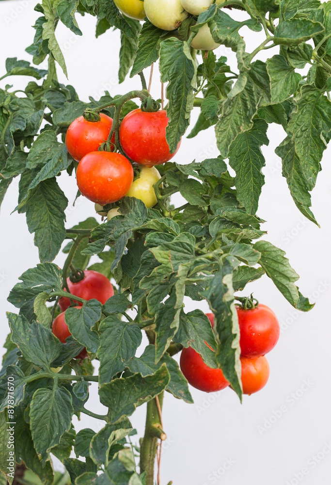 Growth tomato