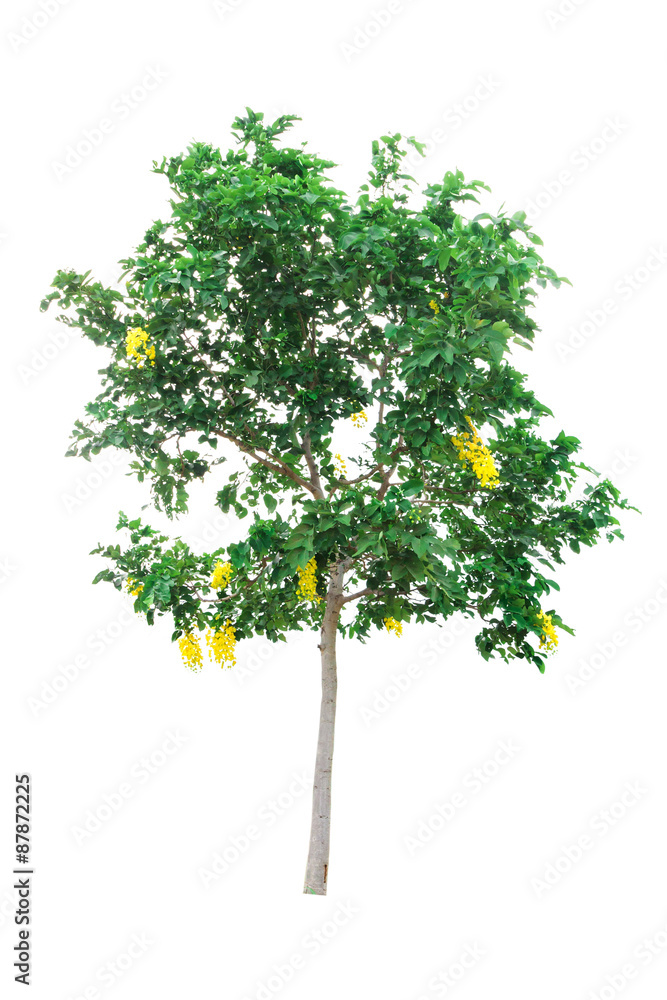 Golden Shower(cassia fistula) tree isolated on white background