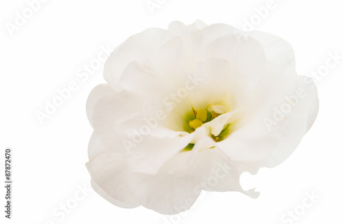 eustoma flower