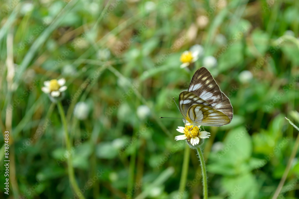 butterfly on white flower in tropical nature butterfly on white flower in tropical nature