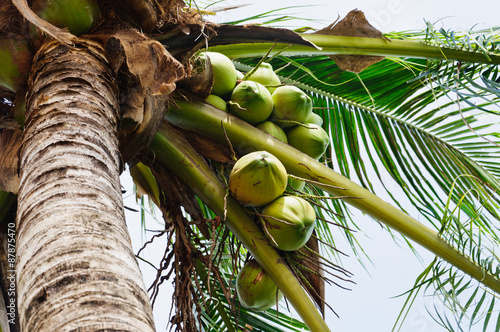 Coconut tree have many its fruit.