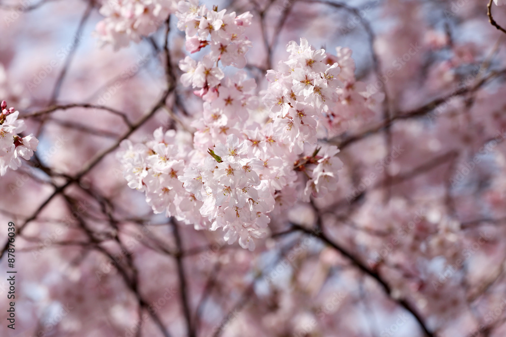 Sakura flower or cherry blossoms. Sakura flower or cherry blossoms.