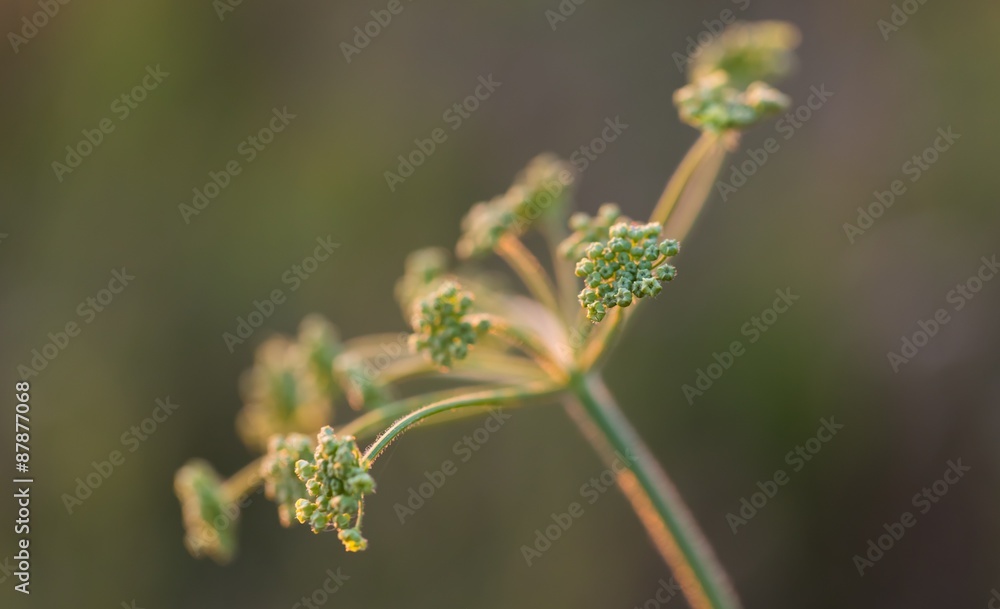 Close up of wild carrot flower Close up of wild carrot flower