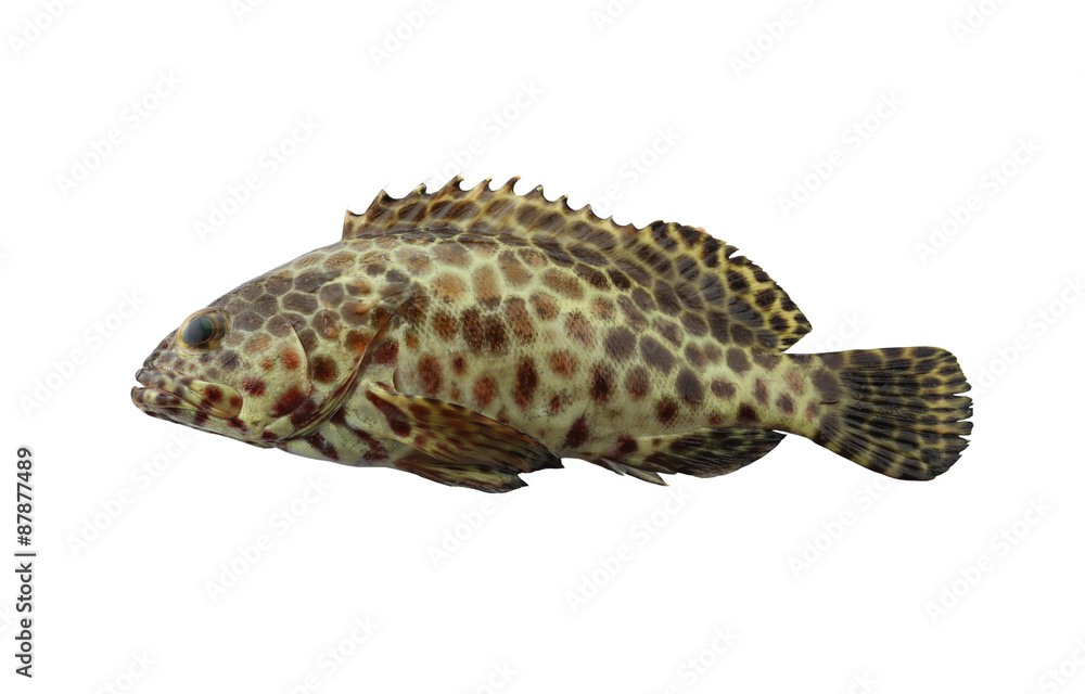 Фотография grouper fish isolated on white background.