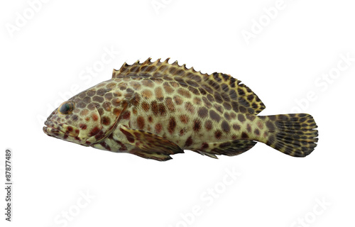 grouper fish isolated on white background. photo