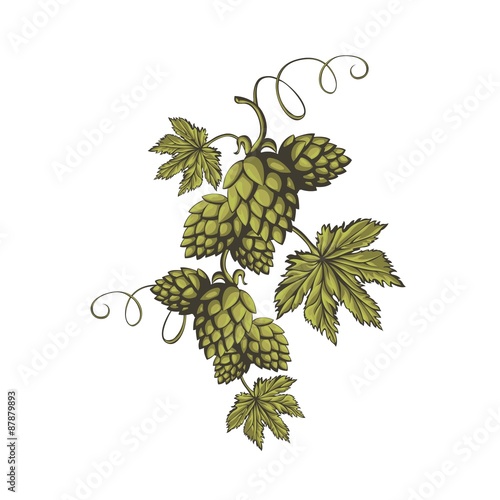 Green hops ornament.