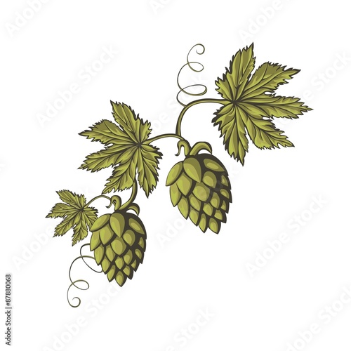 Branch of green hops.