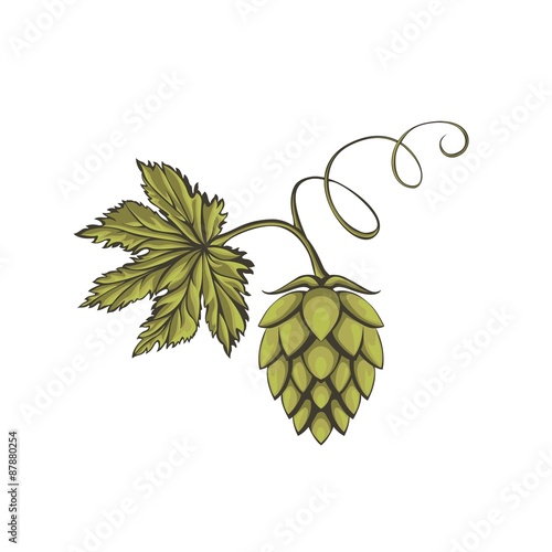 Green beer hop flower.