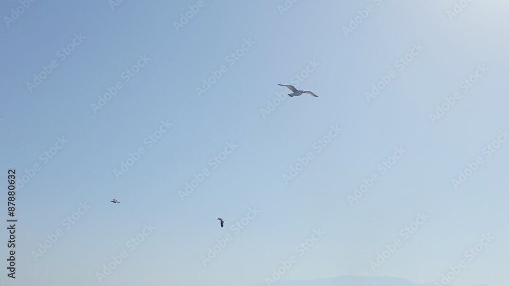Seagulls flying over the sea near mountains Seagulls flying over the sea near mountains