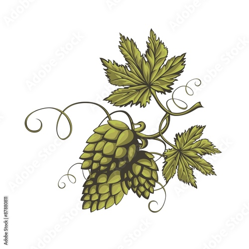 Branch of fresh green beer hops.