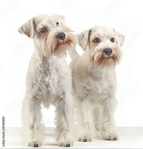 white schnauzer puppies