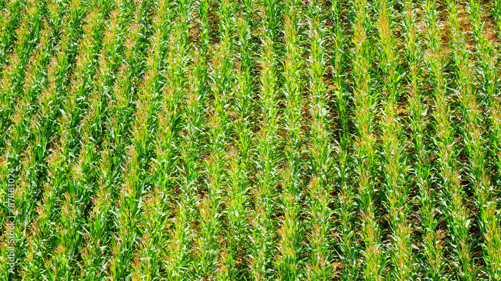 corn field detail from the top view corn field detail from the top view