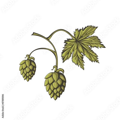 Beer hop flowers on white background.