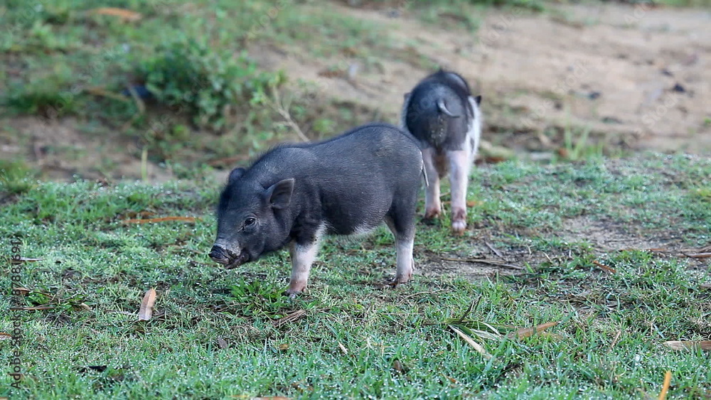Vietnamese Potbelly Piglets on the meadow Vietnamese Potbelly Piglets on the meadow