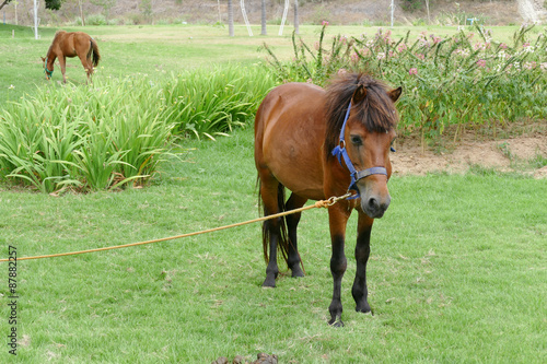 brown horse is grazing grass