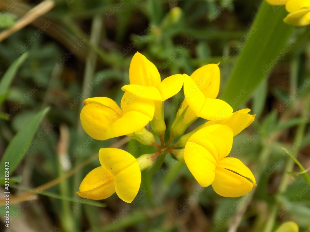 Fototapeta premium Yellow flower