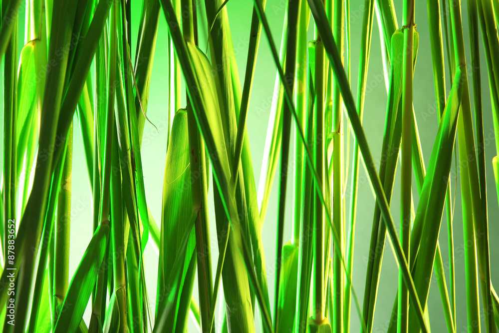 Fototapeta premium Green reeds background